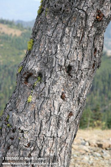 Foxtail Pine trunk