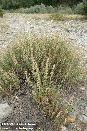 California brickellbush in seed