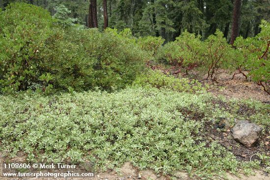 Klamath Manzanita surrounded by Green Manzanita