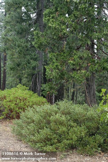 Huckleberry Oaks, Green Manzanita, Incense-cedar, Douglas-fir