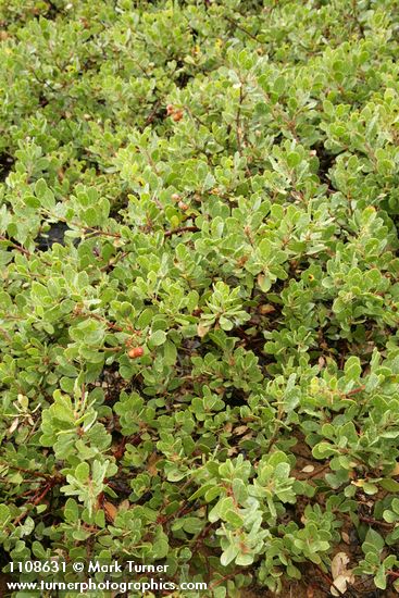 Pinemat Manzanita in fruit