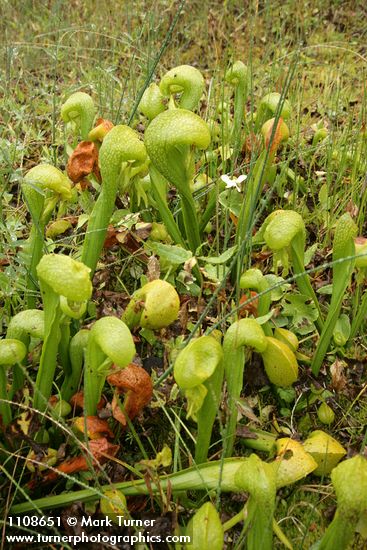 California Pitcher Plants