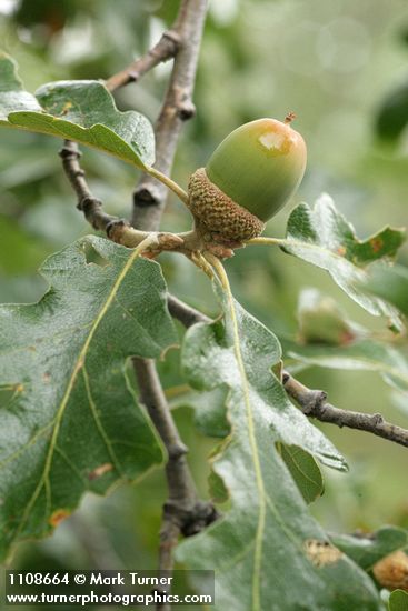 Oregon White Oak acorn among foliage