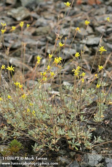 Congdon's Buckwheat