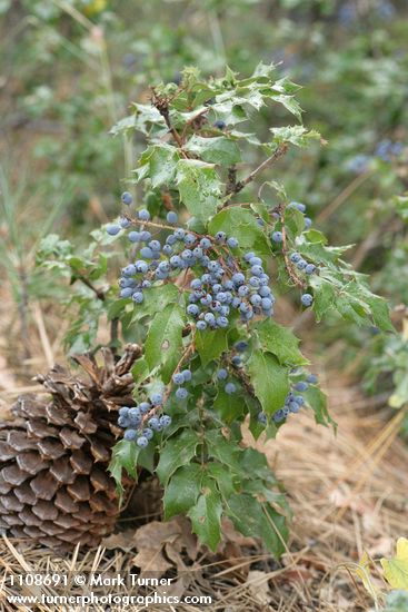 Shining Oregon-grape in fruit w/ Jeffrey Pine cone at base