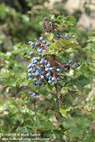 Shining Oregon-grape fruit & foliage