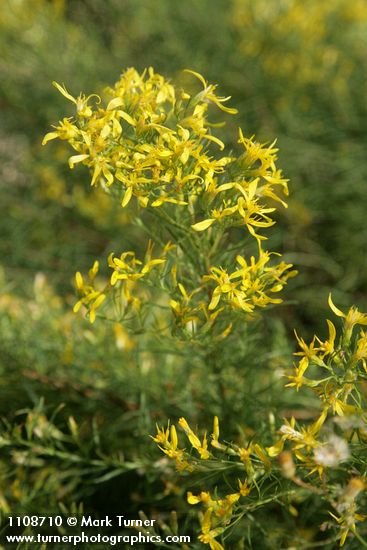 Parry's Rabbitbrush blossoms