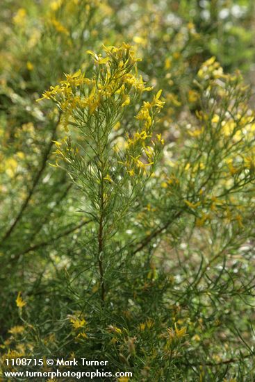 Parry's Rabbitbrush blossoms & foliage