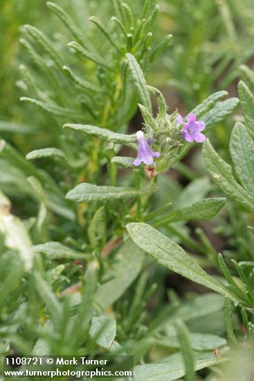 Lobb's Fiddleleaf blossoms & foliage