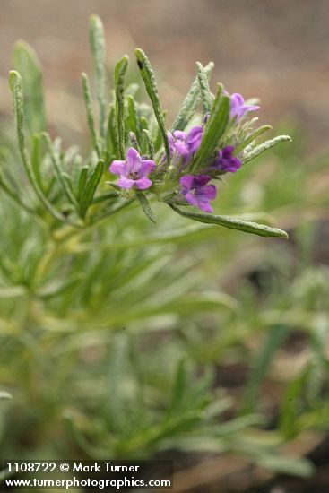 Lobb's Fiddleleaf blossoms & foliage