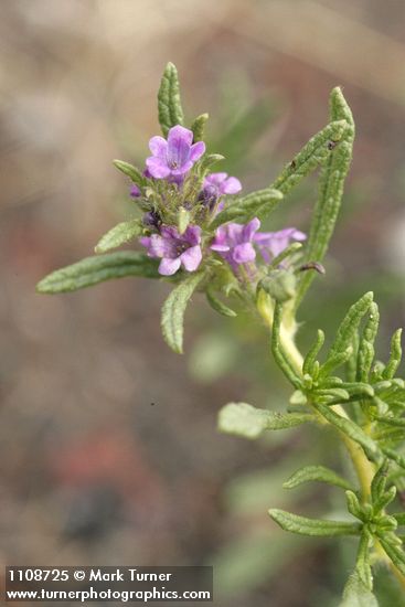 Lobb's Fiddleleaf blossoms & foliage