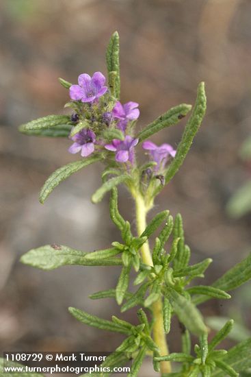 Lobb's Fiddleleaf blossoms & foliage