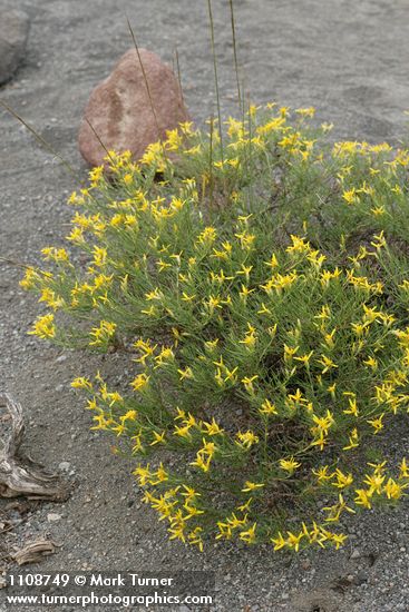 Rabbitbush Goldenweed