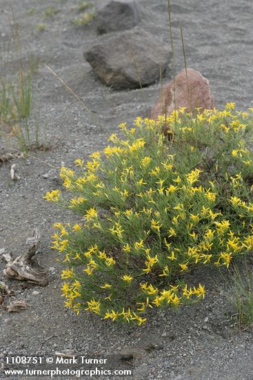Rabbitbush Goldenweed