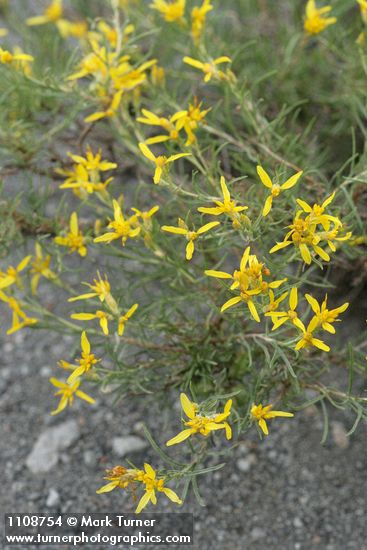 Rabbitbush Goldenweed blossoms & foliage