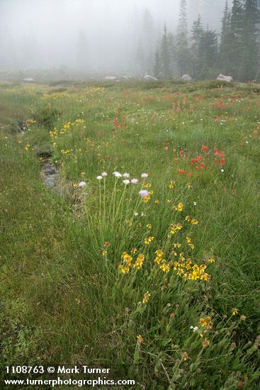 Fading late summer wildflowers in Upper Panther Meadow