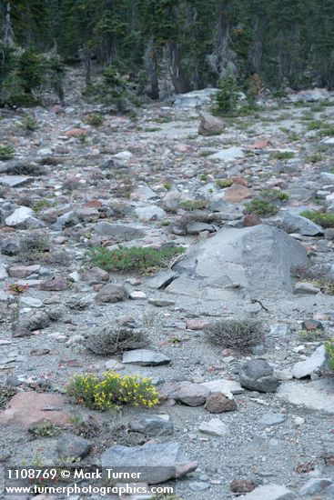 Rabbitbush Goldenweed & Shasta Knotweed on pumice