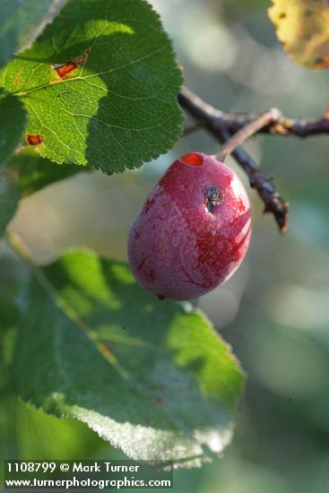 Klamath Plum fruit & foliage