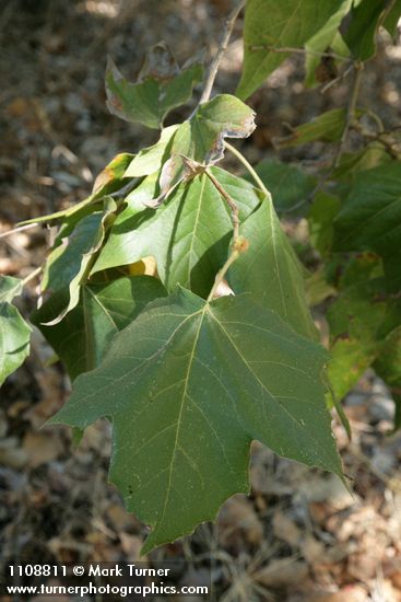 California Sycamore foliage
