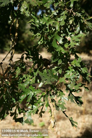 Valley Oak foliage