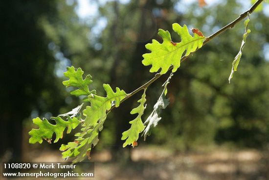 Valley Oak foliage, backlit