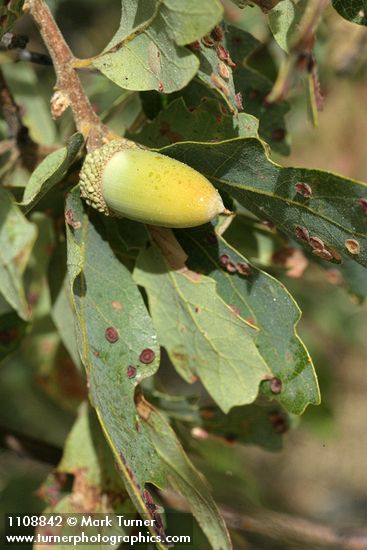 Blue Oak acorn among foliage