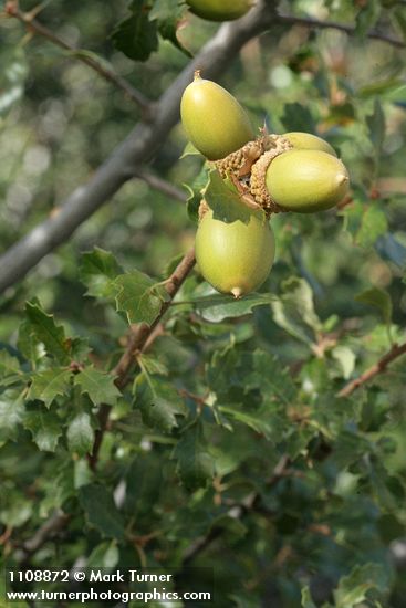Scrub Oak acorns among foliage