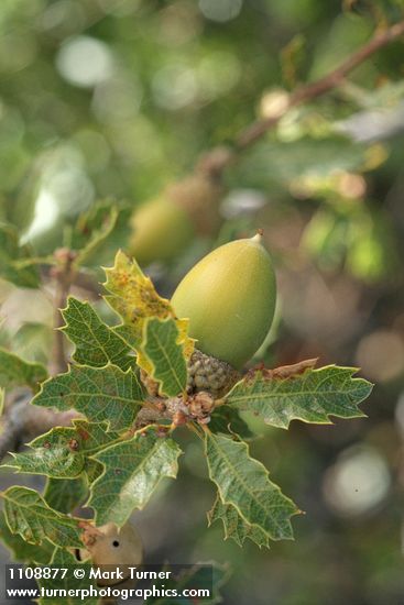 Scrub Oak acorn among foliage
