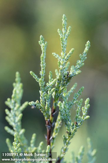 MacNab's Cypress foliage detail
