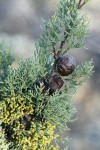 MacNab's Cypress cones among foliage