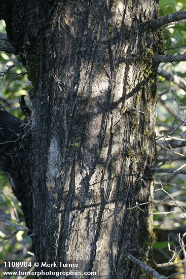 MacNab's Cypress trunk