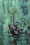MacNab's Cypress cones among foliage