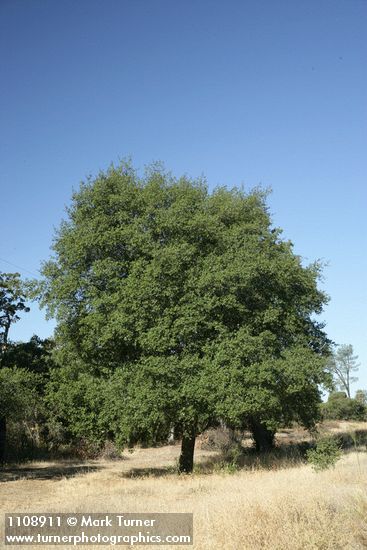 Interior Live Oak