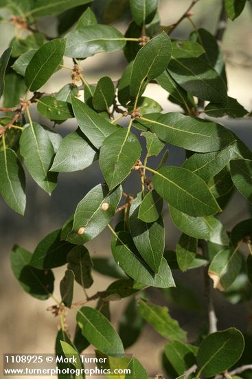 Interior Live Oak foliage
