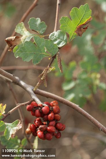 Skunkbush Sumac fruit & foliage