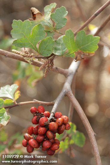 Skunkbush Sumac fruit & foliage