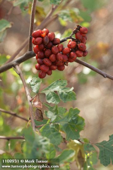 Skunkbush Sumac fruit & foliage