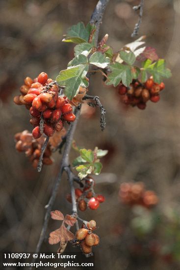 Skunkbush Sumac fruit & foliage