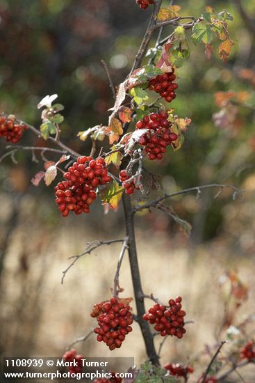 Skunkbush Sumac fruit & foliage