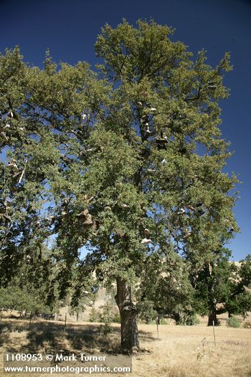 Blue Oak shoe tree