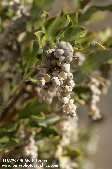 Chaparral Silktassel fruit & foliage