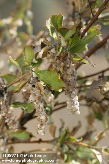 Chaparral Silktassel fruit & foliage