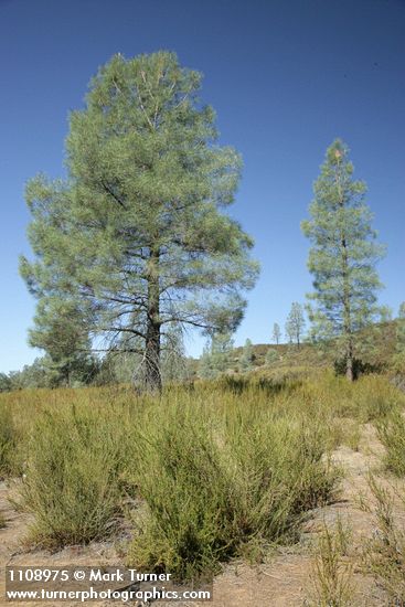 Chamise w/ Gray Pines bkgnd