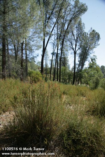 Chamise w/ Gray Pines bkgnd, backlit