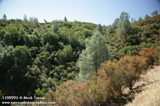 Gray Pines, Chamise, Scrub Oak & California Buckeye chaparral