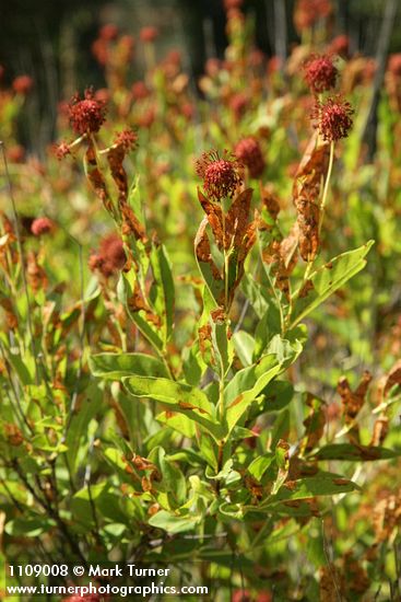Common Buttonbush seed heads & foliage