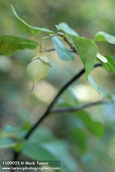 California Snowdrop Bush fruit & foliage