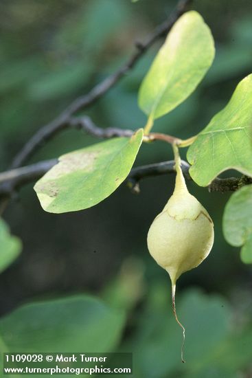 California Snowdrop Bush fruit & foliage