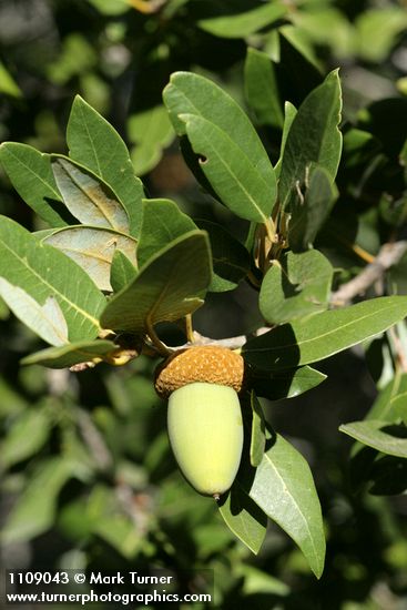 Canyon Live Oak acorn among foliage