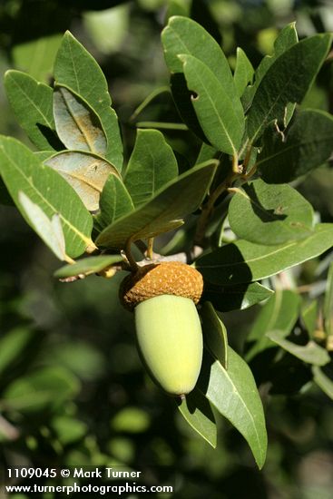 Canyon Live Oak acorn among foliage